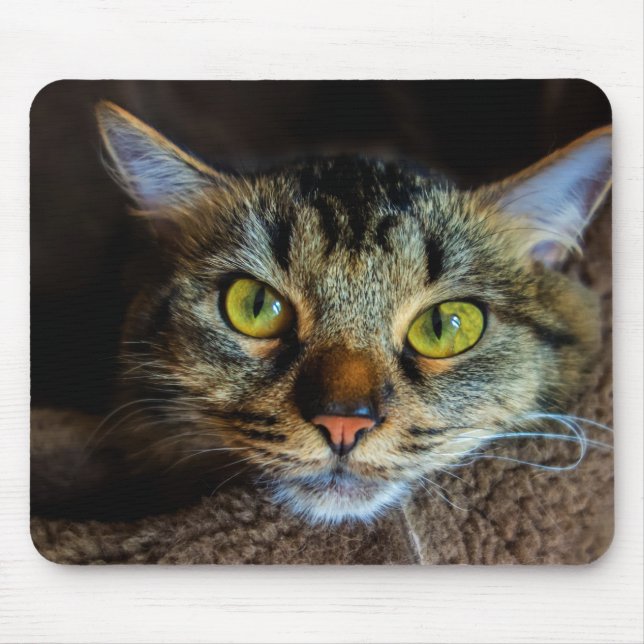Cute Fluffy Tabby katt Musmatta (Framsidan)