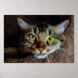 Cute Fluffy Tabby katt Poster