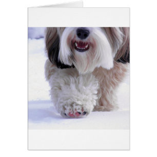 Cute Fluffy Tibetan Terrier Snö Tass Hälsningskort