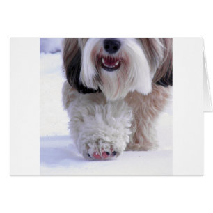 Cute Fluffy Tibetan Terrier Snö Tass Hälsningskort