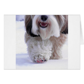 Cute Fluffy Tibetan Terrier Snö Tass Hälsningskort