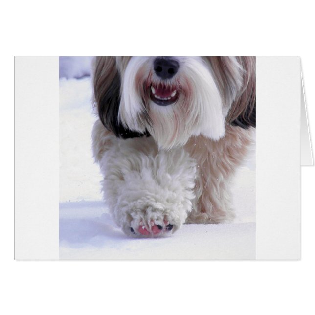 Cute Fluffy Tibetan Terrier Snö Tass Hälsningskort (Framsidan Horizontal)