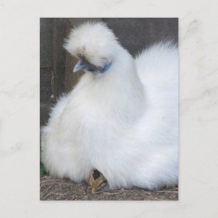 Cute Fluffy White Chicken och vykort för Chick