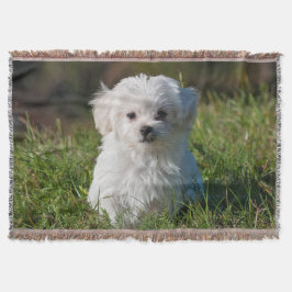 Cute Fluffy White Malta Puppy Hund Filt