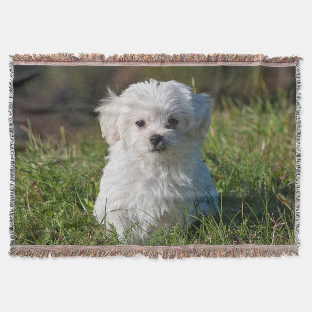 Cute Fluffy White Malta Puppy Hund Filt (Framsidan)