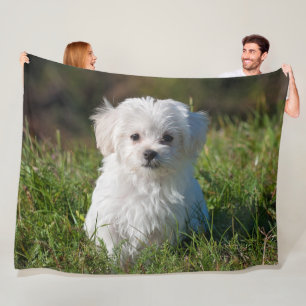 Cute Fluffy White Malta Puppy Hund Fleecefilt