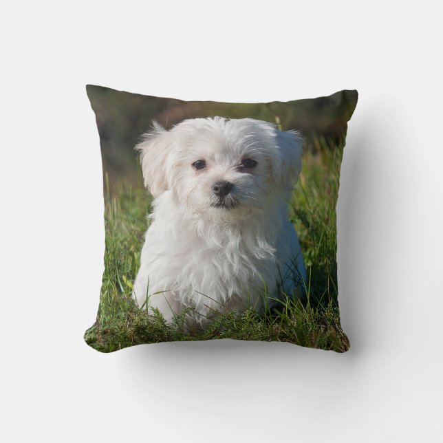 Cute Fluffy White Malta Puppy Hund Kudde (Framsida)