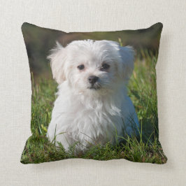 Cute Fluffy White Malta Puppy Hund Kudde