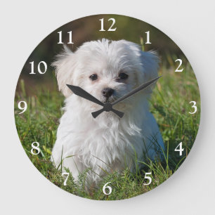 Cute Fluffy White Malta Puppy Hund Large Clock Stor Klocka