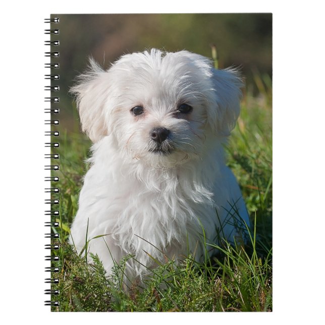 Cute Fluffy White Maltese Puppy Hund Anteckningsbok (Framsidan)