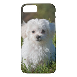 Cute Fluffy White Maltese Puppy Hund
