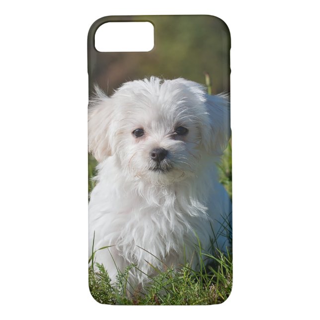 Cute Fluffy White Maltese Puppy Hund Case-Mate iPhone Skal (Baksida)