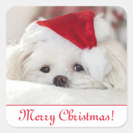 Cute Fluffy White Maltese Puppy Hund i Santa Hat Fyrkantigt Klistermärke