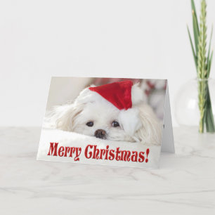 Cute Fluffy White Maltese Puppy Hund i Santa Hat Helgkort