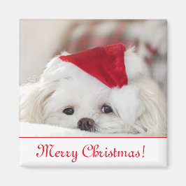 Cute Fluffy White Maltese Puppy Hund i Santa Hat Magnet