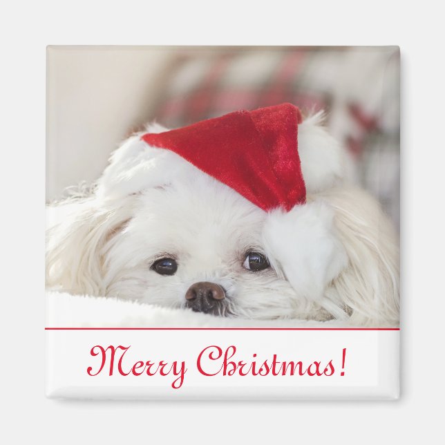 Cute Fluffy White Maltese Puppy Hund i Santa Hat Magnet (Framsidan)