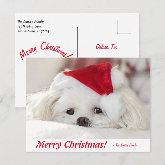 Cute Fluffy White Maltese Puppy Hund i Santa Hat Vykort (Fram/baksida)