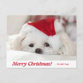 Cute Fluffy White Maltese Puppy Hund i Santa Hat Vykort