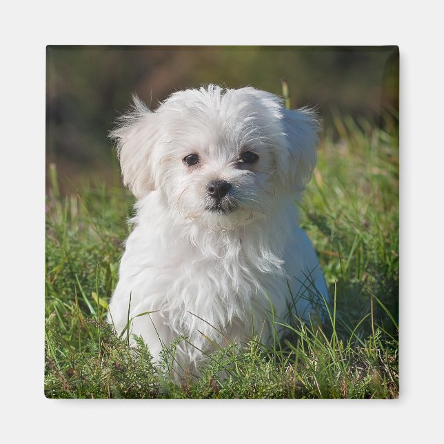 Cute Fluffy White Maltese Puppy Hund Magnet (Framsidan)