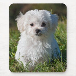 Cute Fluffy White Maltese Puppy Hund Musmatta