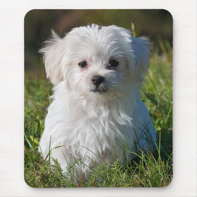 Cute Fluffy White Maltese Puppy Hund Musmatta (Framsidan)