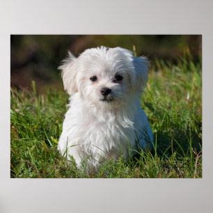 Cute Fluffy White Maltese Puppy Hund Poster