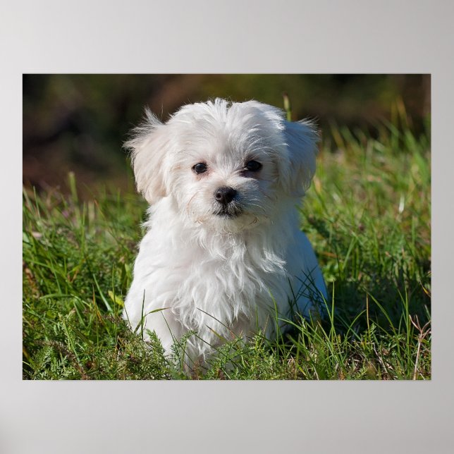 Cute Fluffy White Maltese Puppy Hund Poster (Framsidan)
