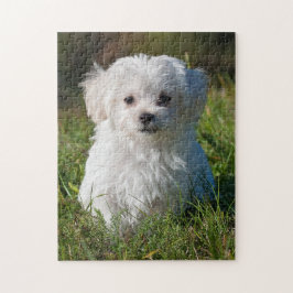 Cute Fluffy White Maltese Puppy Hund Pussel