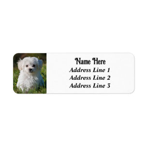 Cute Fluffy White Maltese Puppy Hund Returadress Etikett