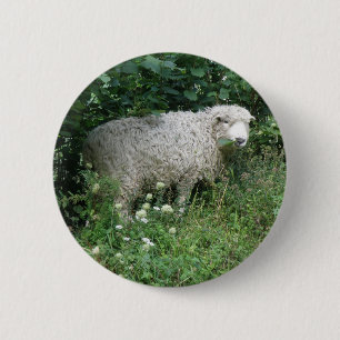 Cute Fluffy White Sheep Eating Button Knapp