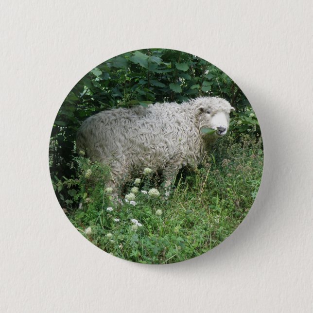 Cute Fluffy White Sheep Eating Button Knapp (Framsida)