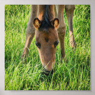Cute Foal Baby-hästar Poster