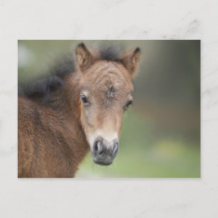 Cute Foal Baby Horse Vykort