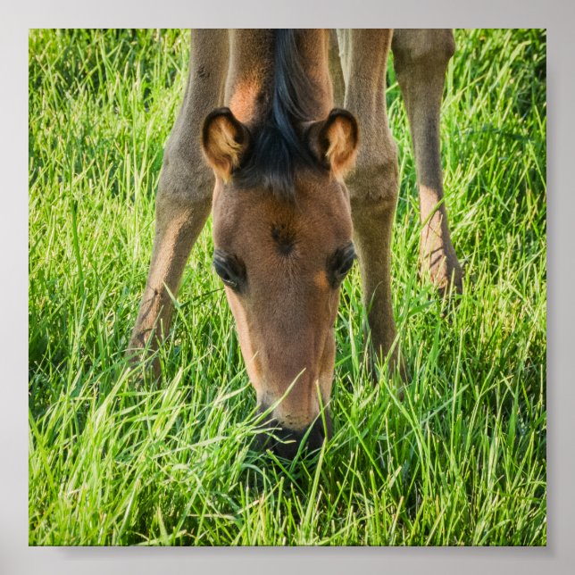 Cute Foal Baby Horses Poster (Framsidan)