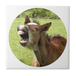 CUTE FOAL KAKELPLATTA