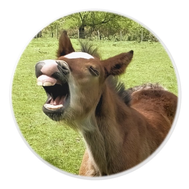 CUTE FOAL KNOPP (Framsidan)