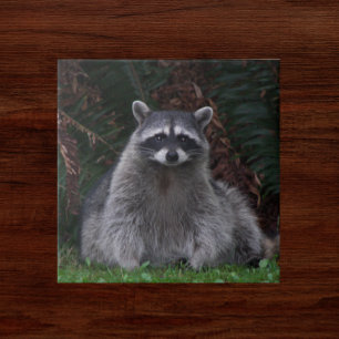 Cute Forest Raccoon Wildlife Photo Kakelplatta