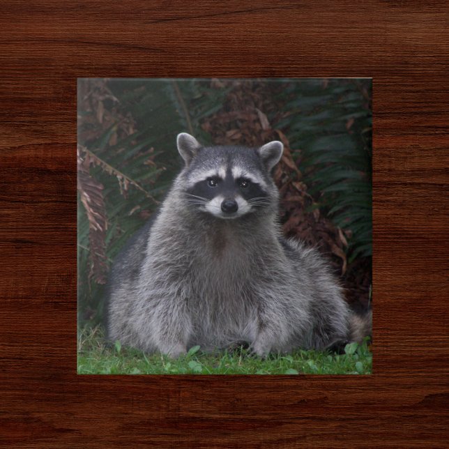 Cute Forest Raccoon Wildlife Photo Kakelplatta (In Situ)