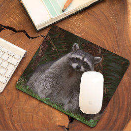 Cute Forest Raccoon Wildlife Photo Musmatta