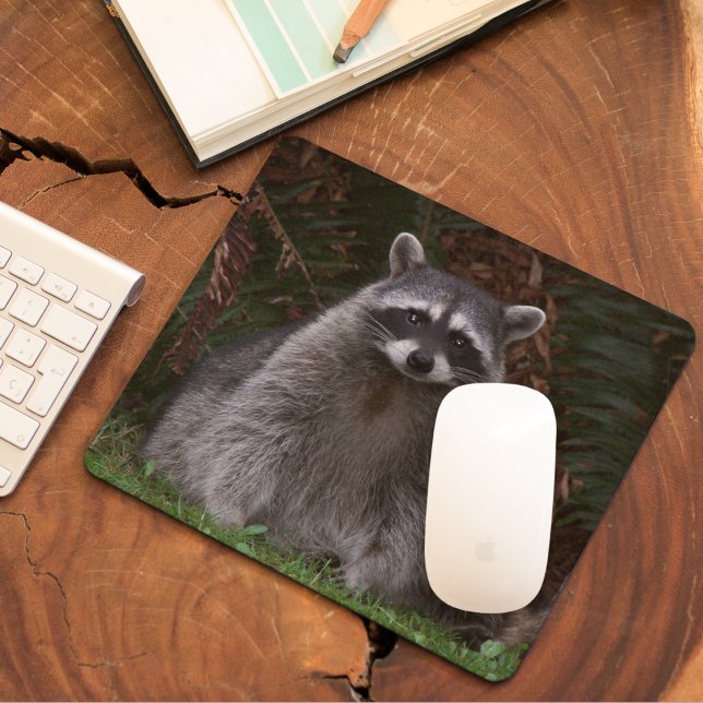 Cute Forest Raccoon Wildlife Photo Musmatta (In Situ)