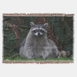 Cute Forest Raccoon Wildlife Photo Mysfilt