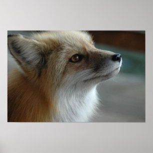 Cute Fox Ansikte Poster