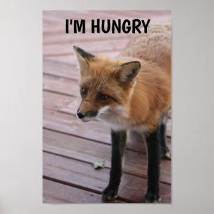 Cute Fox-fotosätning Poster