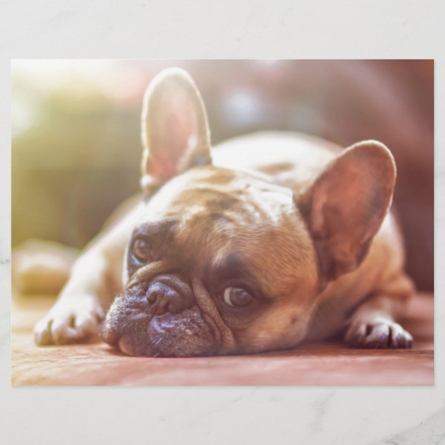 Cute Fransk Bulldog Ansikte, Ljuger ned (Framsida)