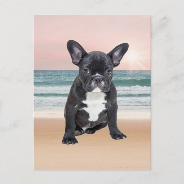 Cute Fransk Bulldog Beach Sol Vatten Vykort (Framsida)