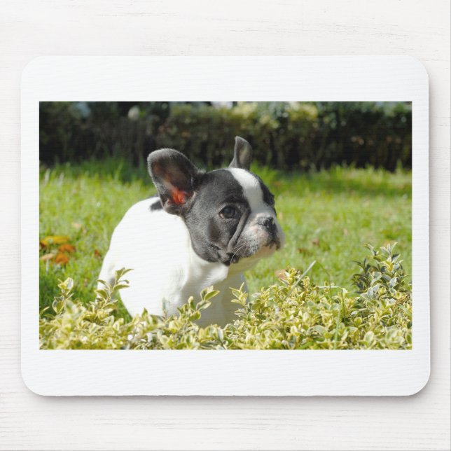 Cute Fransk bulldog på gräs Musmatta (Framsidan)