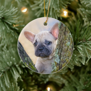 Cute Fransk Bulldog Puppy Posy i ett Gren-gaffel Julgransprydnad Keramik