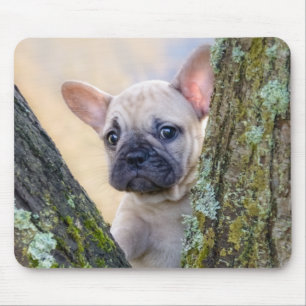 Cute Fransk Bulldog Puppy Posy i ett Gren-gaffel Musmatta