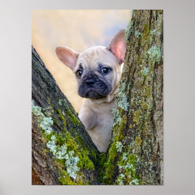 Cute Fransk Bulldog Puppy Posy i ett Gren-gaffel Poster (Framsidan)