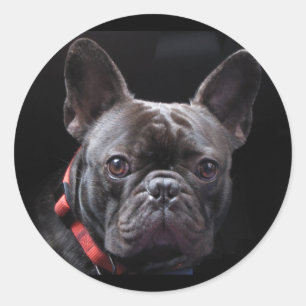 Cute Fransk Bulldog Runt Klistermärke